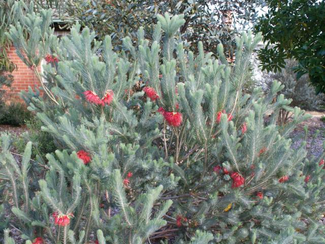 Calothamnus quadrifidus