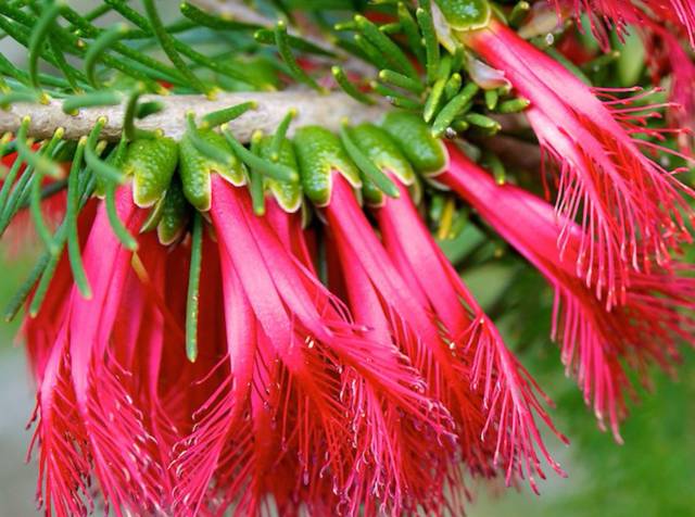 Calothamnus quadrifidus : fleurs