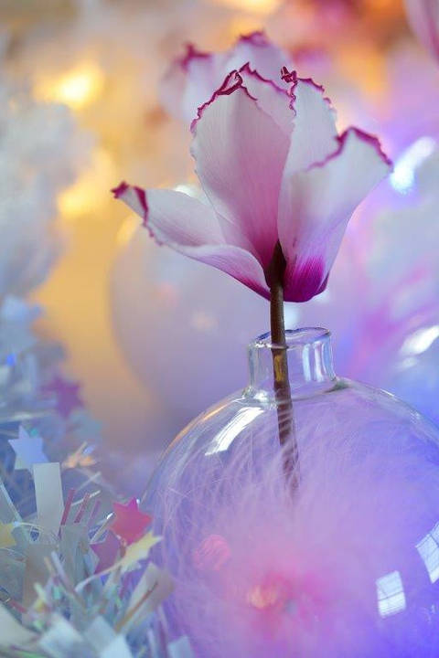 Cyclamens Halios® Victoria® - soliflore