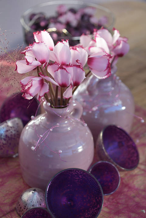 Bouquet de cyclamen - Halios® Victoria®