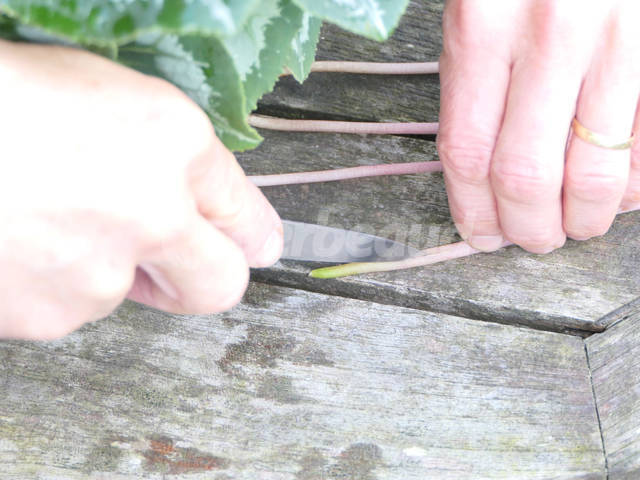 Incision d'une tige de cyclamen