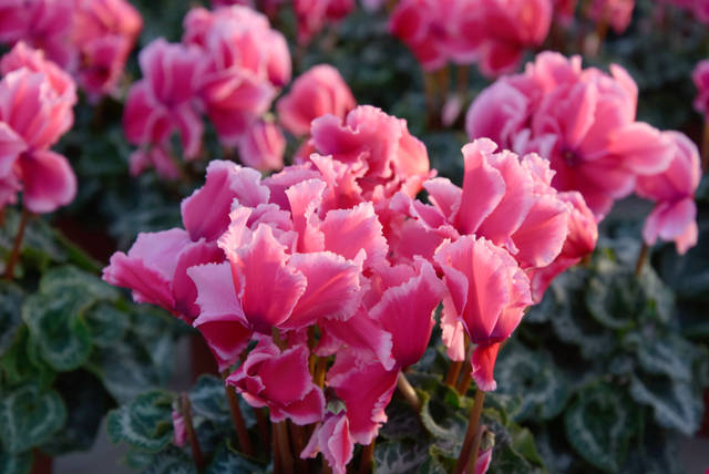 Cyclamens Halios® Curly® Litchi®