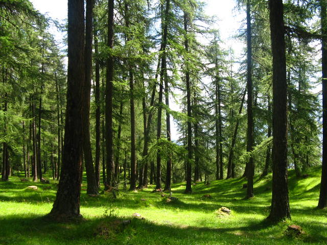 20) Forêt claire de conifères (Alpes de Haute-Provence) (Forêts du…