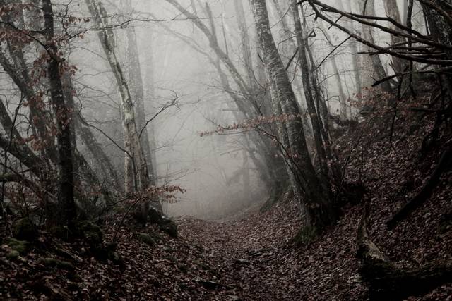 Foret De Feuillus En Hiver Rhone Alpes Forets Du Monde