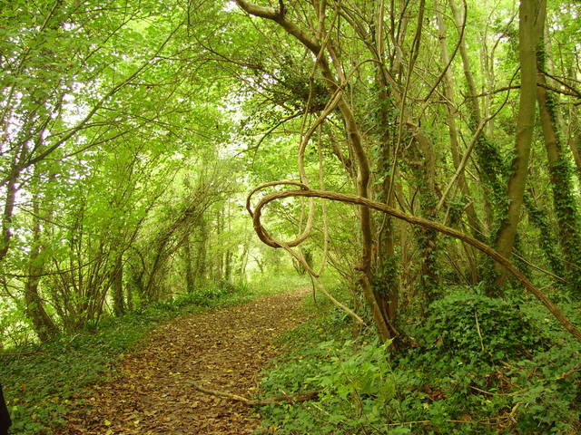 2) Forêt de feuillus dans le Calvados (Normandie) (Forêts du…