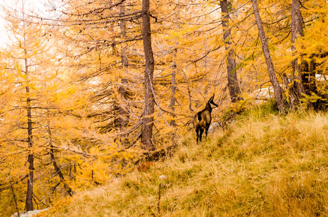 Forêt de mélèzes dans le Mercantour