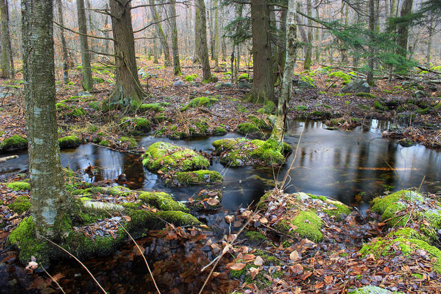 Forêt palustre en Pennsylvanie