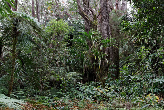 cliquez pour voir la suite Forêt primaire (Ile de la Réunion)