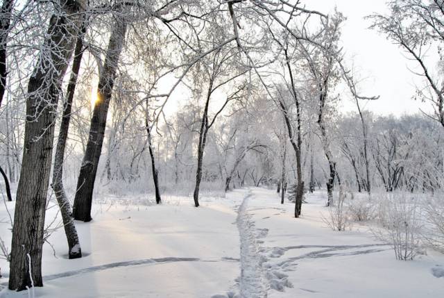 Foret Siberienne En Hiver Forets Du Monde