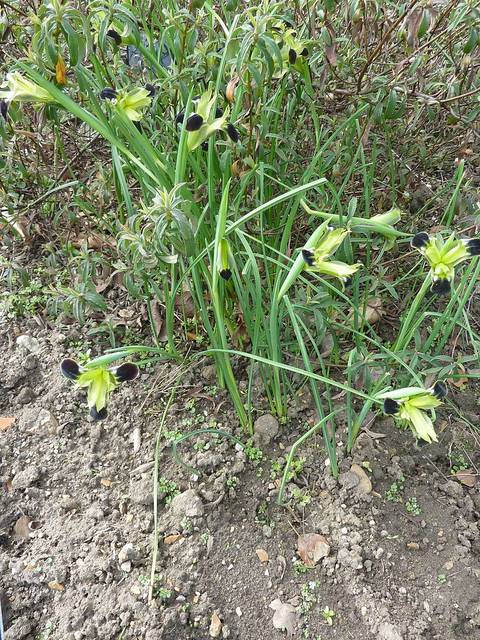 Touffe d'iris tubéreux