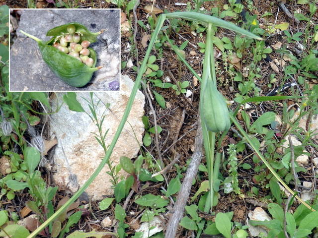 Iris tuberosa : graines