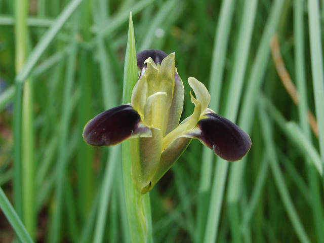 Iris tuberosa, iris tubéreux, Hermodactylus tuberosus