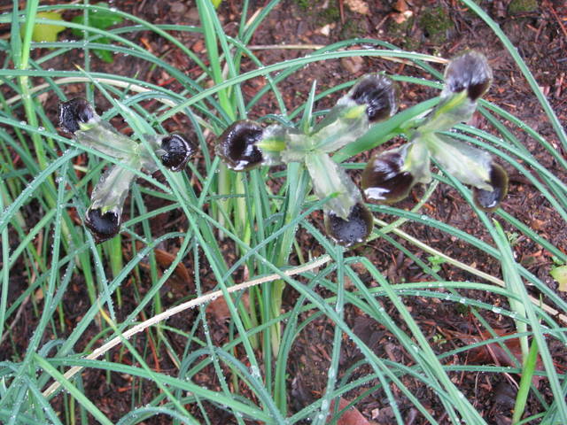 Iris tuberosa : fleurs et feuillage