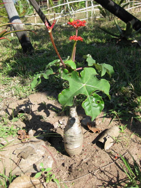 Jatropha poragrica en pleine terre