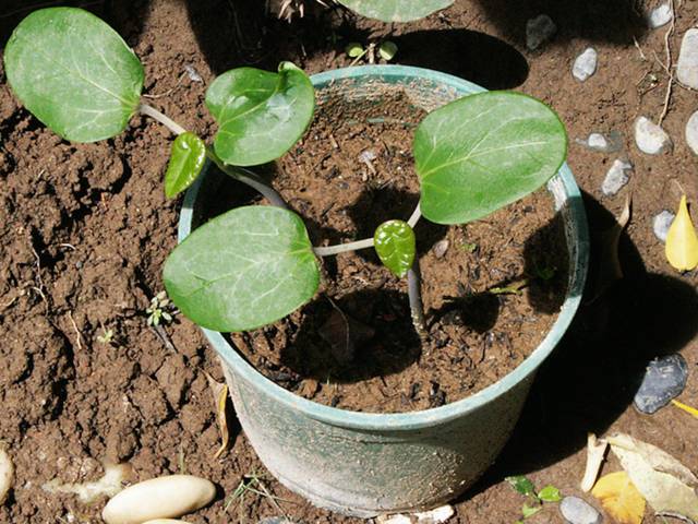 Jatropha podagrica : semis