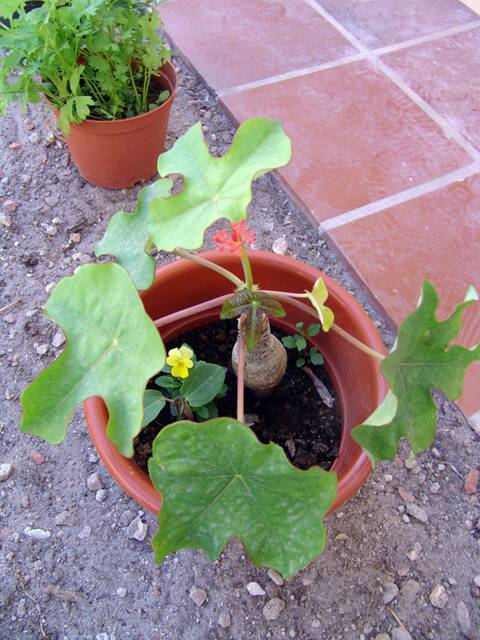 Jatropha