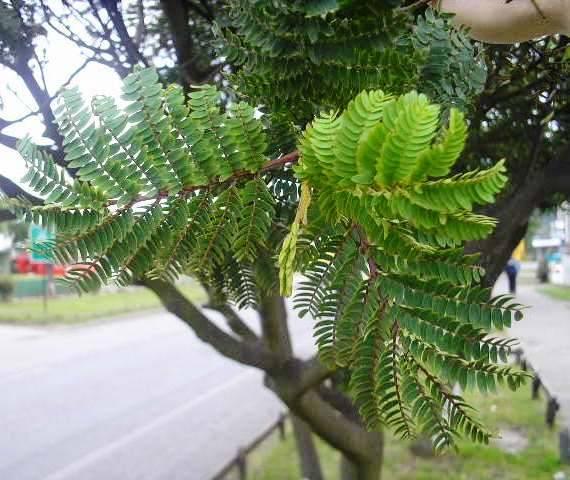 Lomatia ferruginea : feuillage
