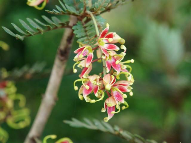 Lomatia ferruginea : fleurs