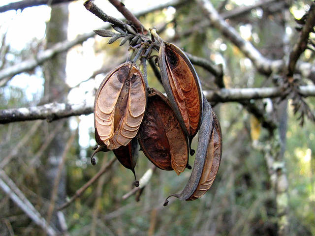 Graines de Lomatia ferruginea