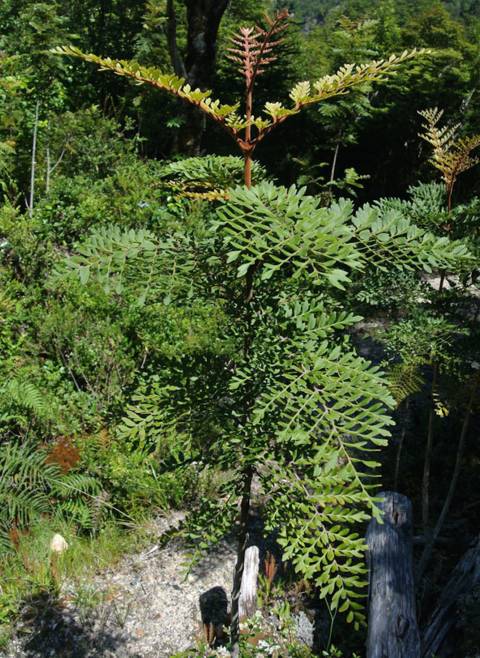 Lomatia ferruginea : jeune sujet