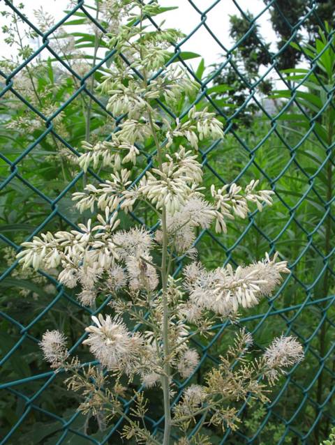 Macleaya cordata : inflorescence en épi