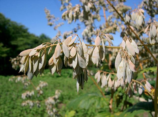 Macleaya cordata : fruits contenant les graines