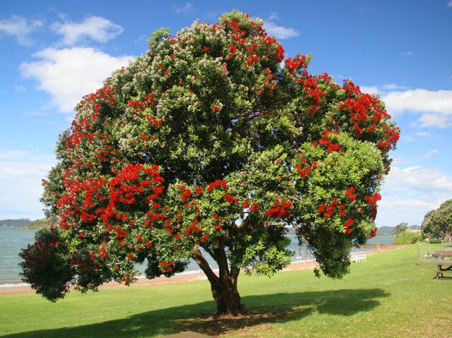 Metrosideros excelsa dans son milieu naturel