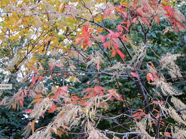 Oxydendron arboreum fin octobre