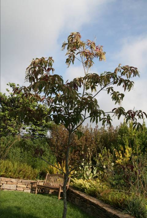Oxydendron arboreum, andromède en arbre