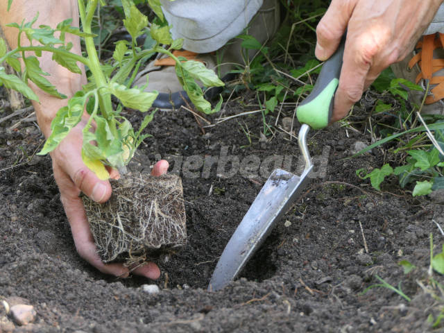 Mini outil de plantation en pot, outils de jardinage créatifs Mini