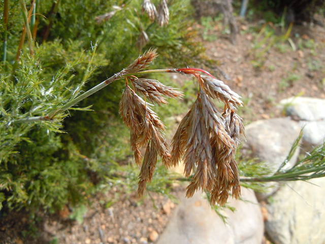 Thamnochortus cinereus, restio : floraison