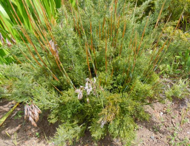 Thamnochortus cinereus, restio