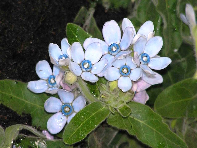 Tweedia caerulea : fleurs