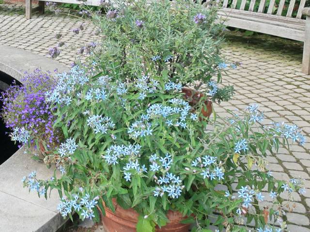 Tweedia caerulea en pot