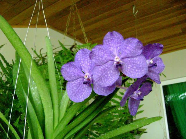 Orchidée Ascocenda : culture, entretien et floraison