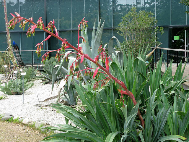 Beschorneria yuccoides avec des plantes grasses