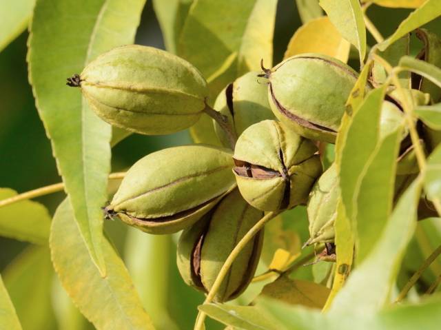 Cultiver un pacanier pour récolter des noix de pécan - Promesse de