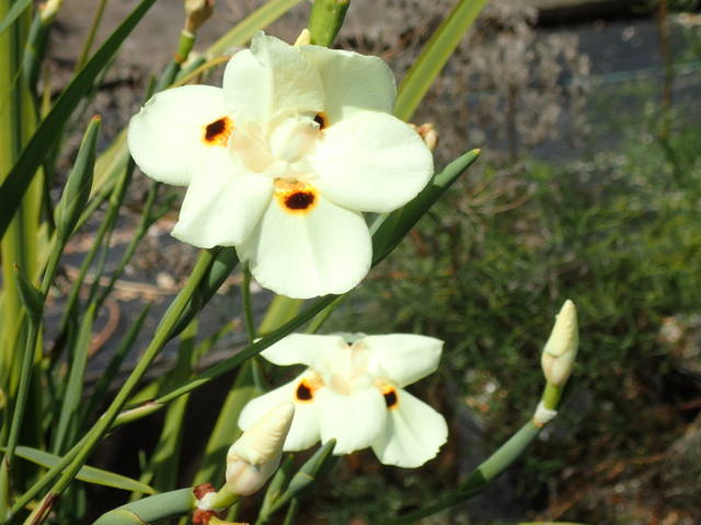 Dietes bicolor
