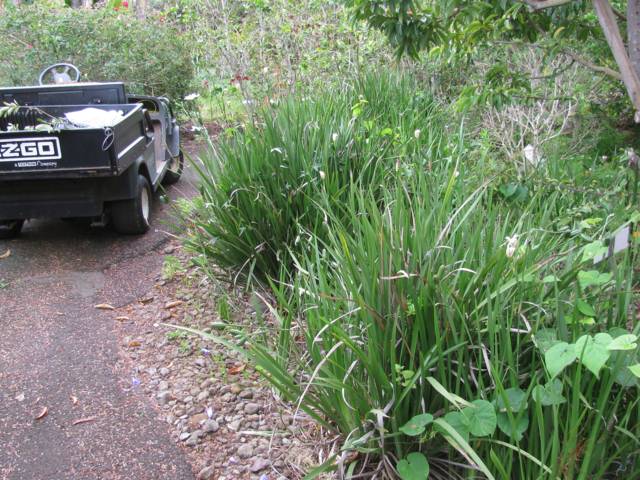 Dietes grandiflora : touffe de feuilles