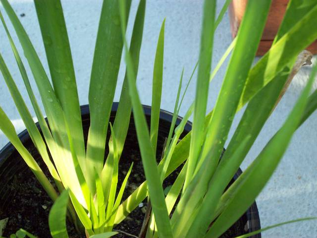 Dietes grandiflora : jeunes plants