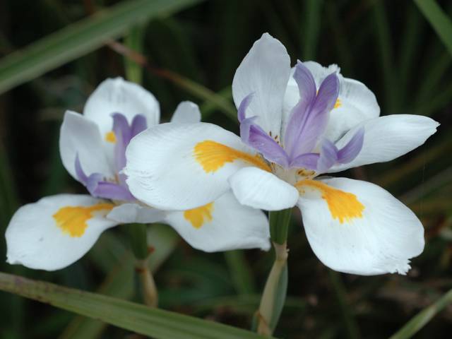 Dietes grandiflora 'Variegata'