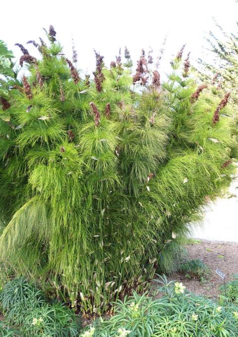 Elegia capensis