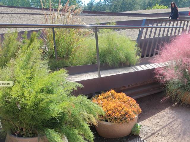 Elegia capensis en pot