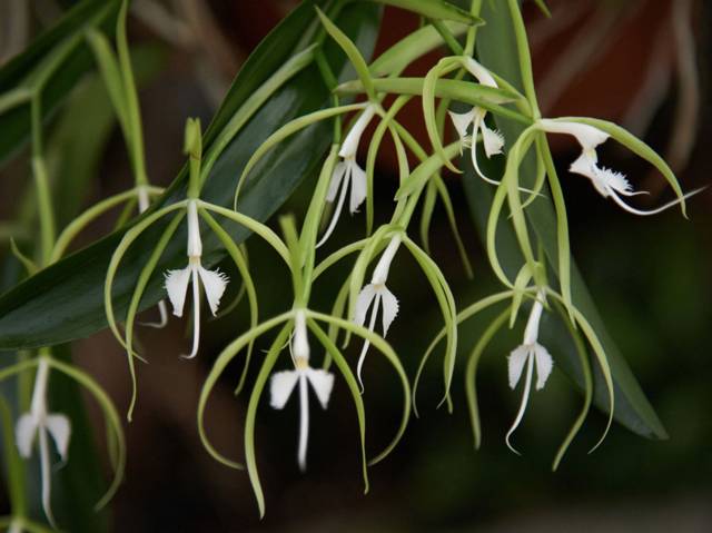 Epidendrum ciliare