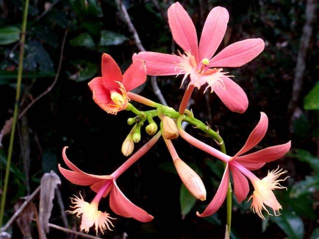 Epidendrum cinnabarinum