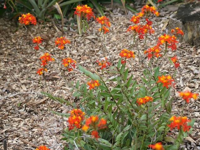 Epidendrum radicans