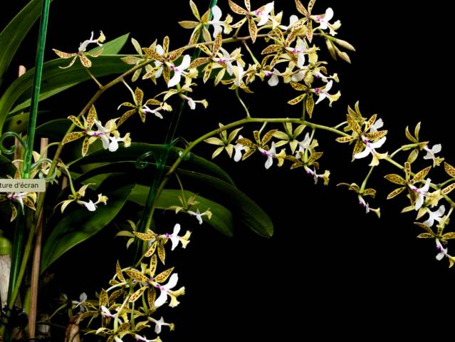 Epidendrum stamfordianum