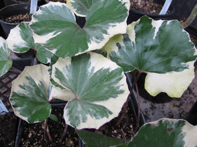 Farfugium japonicum 'Argentea variegata'