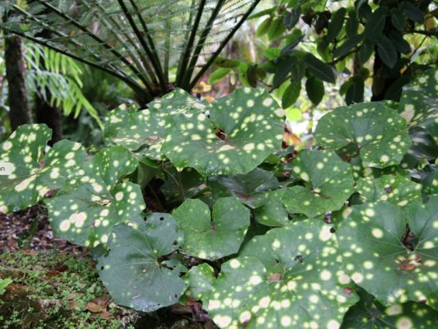 Farfugium japonicum 'Aureomaculatum', plante panthère