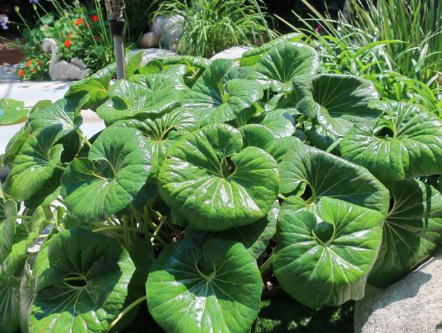 Farfugium japonicum